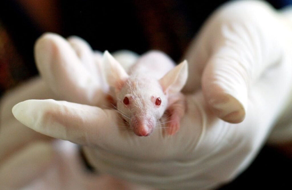 animal-mouse-experiment-laboratory-159483-159483 animal-mouse-experiment-laboratory-159483-159483.jpg